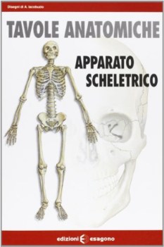 tavole anatomiche: scheletro, schede