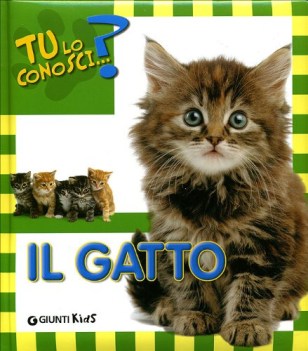 gatto