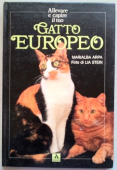 gatto europeo