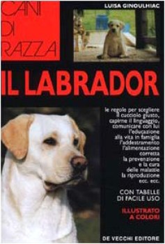 labrador