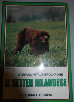 setter irlandese