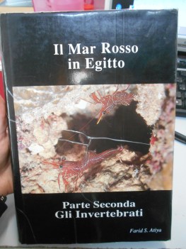 mar rosso in egitto parte seconda gli invertebrati