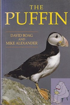 puffin