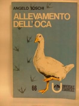 allevamento dell\'oca