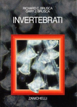 invertebrati