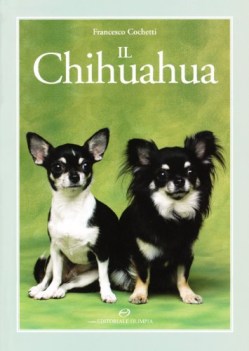 chihuahua