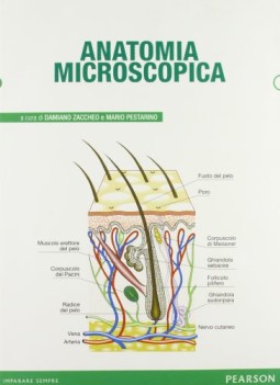 anatomia microscopica