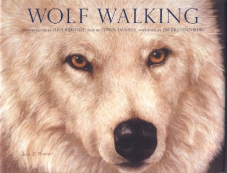 wolf walking