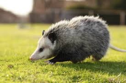 poeti dagli occhi di opossum