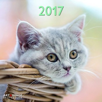 calendario gatti 2017