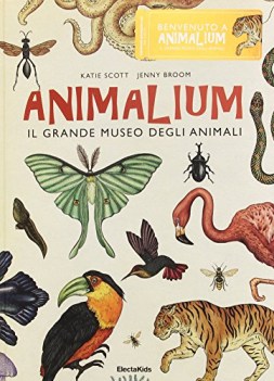 animalium il grande museo degli animali