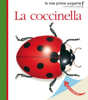 coccinella